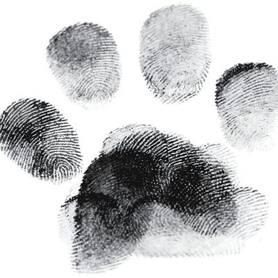 Bowie Barker Livermore logo