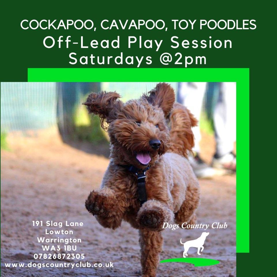 Cockapoo, Cavapoo, Toy Poodle OffLead Play Session, Dogs Country Club