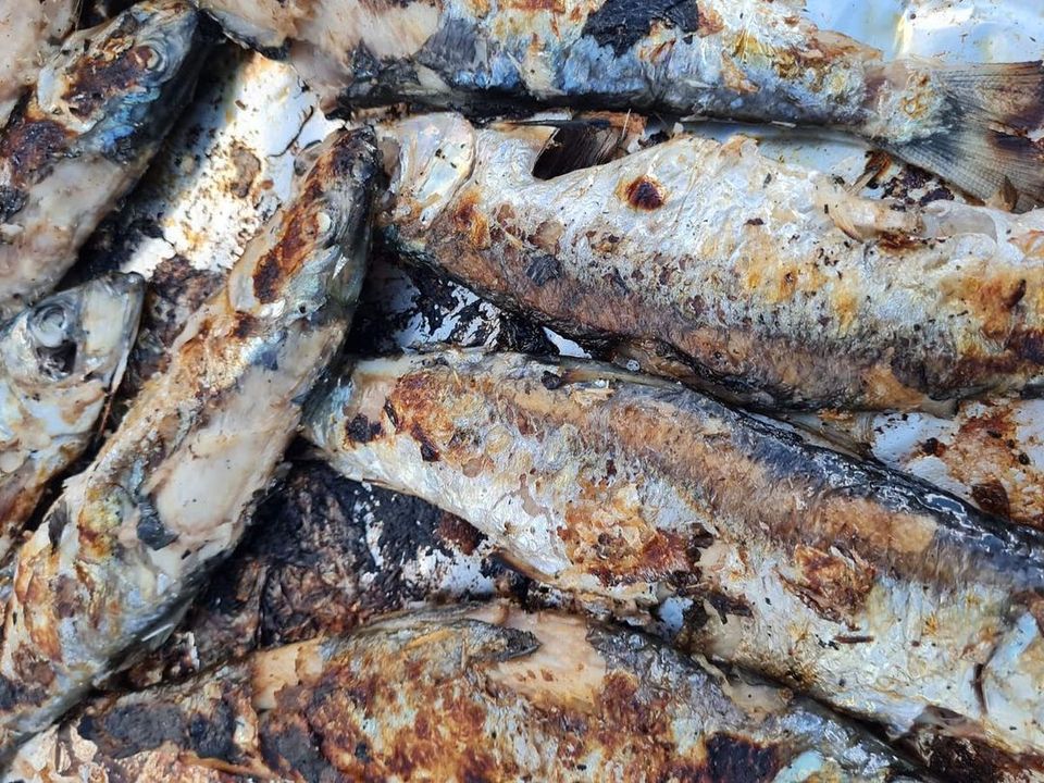 Herring Festival // Clovelly Village , Clovelly Village, Launceston