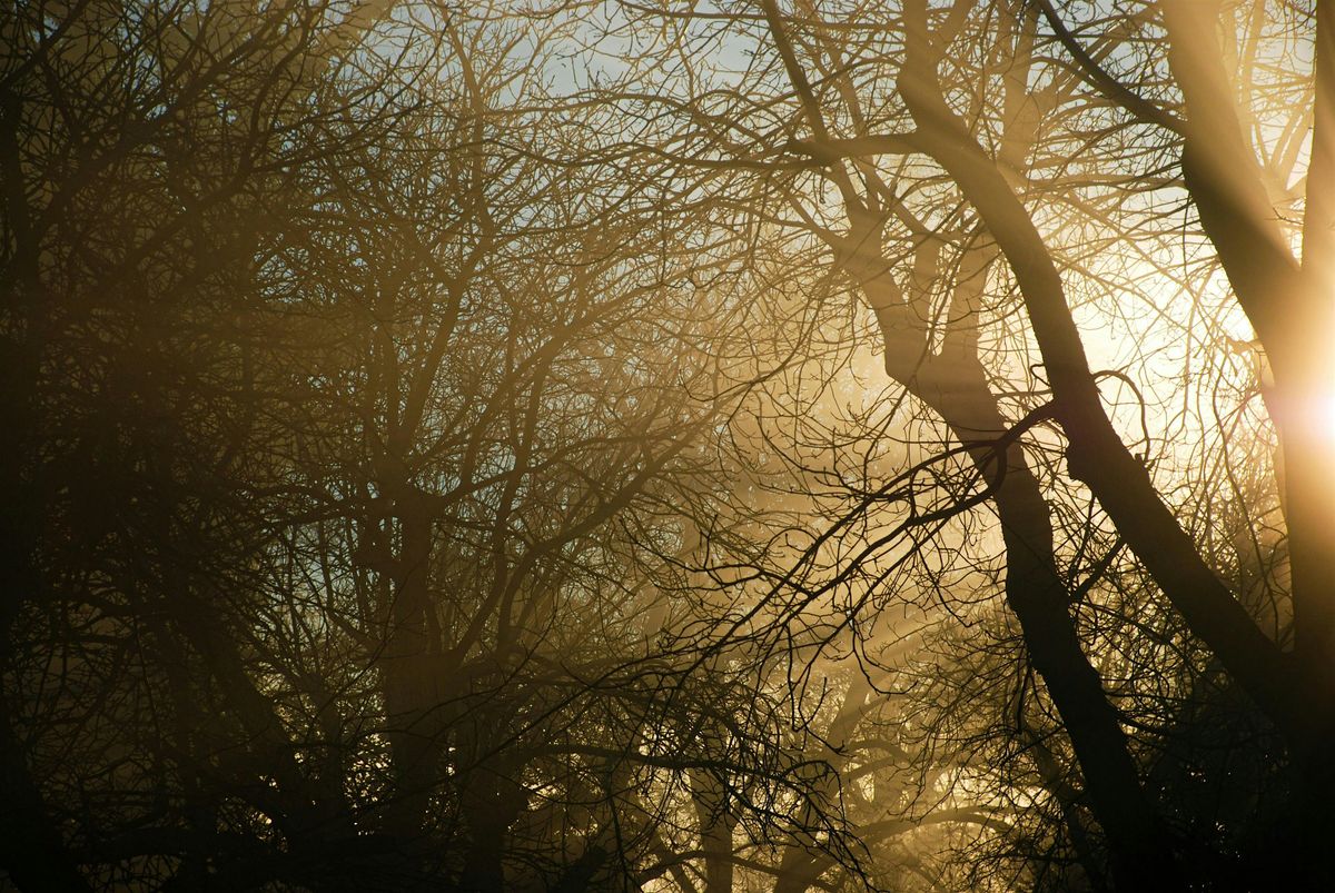 Unwind in the Woods: forest bathing at Salcey