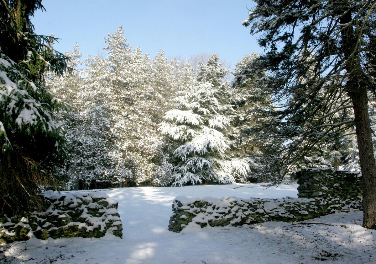 Conifer Walk at Blandy Experimental Farm