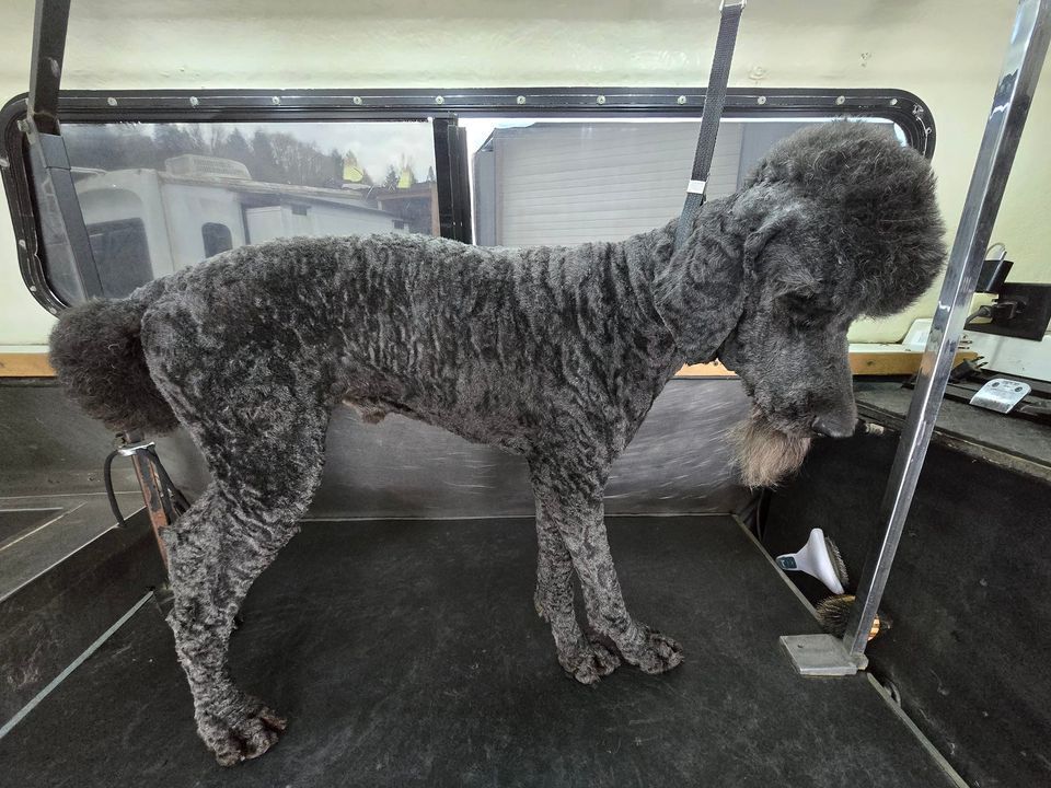 Mobile Grooming in St. Helens & Scappoose, St. Helens, Oregon, Saint