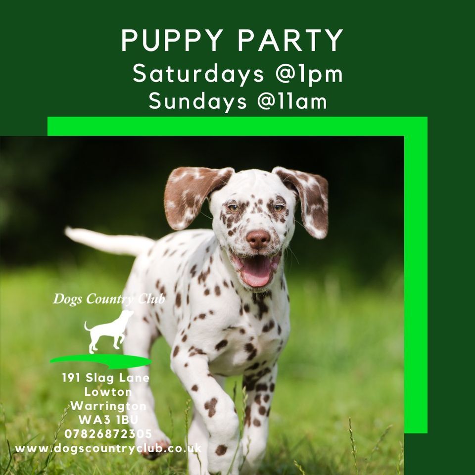 Puppy Party Up to 9 Months Old, Dogs Country Club, Ashtoninmakerfield