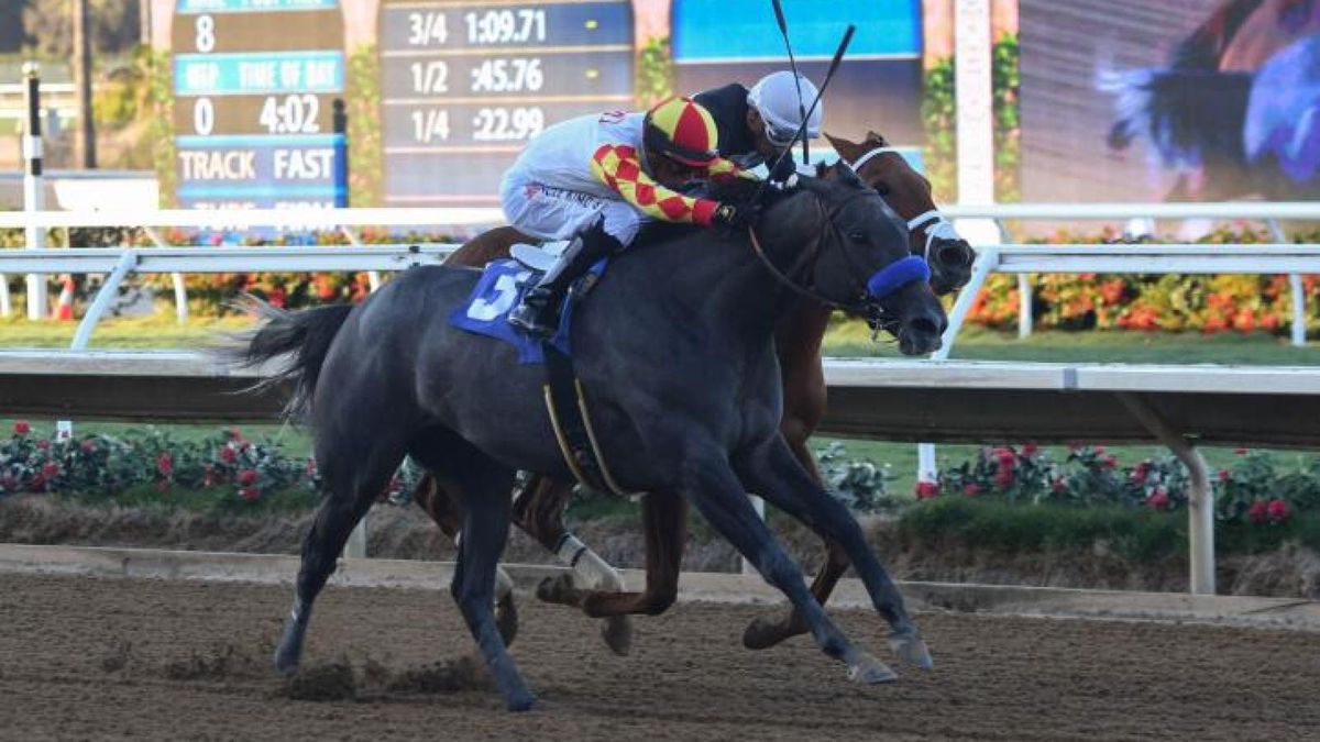 Collmus Calls for CARMA | Event in Del Mar | AllEvents