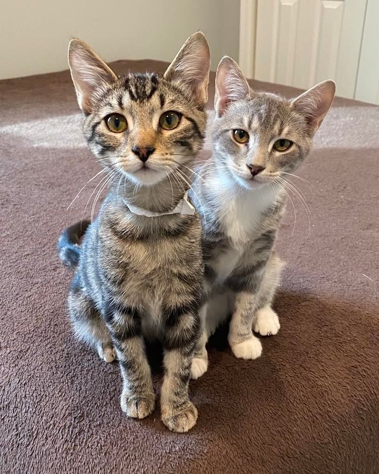 Cat Adoption Day At Petco Patchogue Petco Patchogue 14 January 2023 cat-adoption-day-at-petco-patchogue-petco-patchogue-14-january-2023