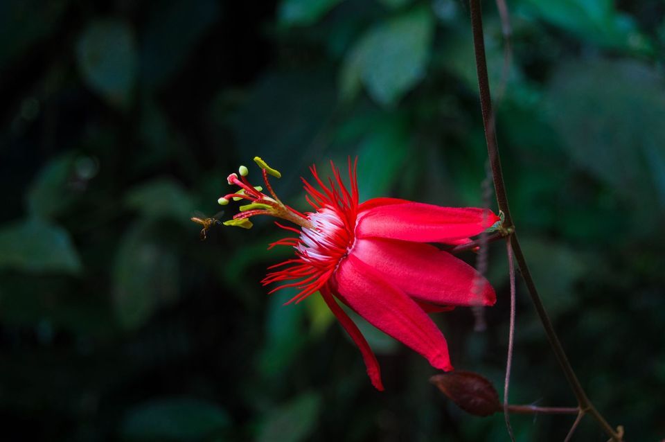Aloha Nights at New York Botanical Garden - (Various Dates), 1 September | Event in York | AllEvents