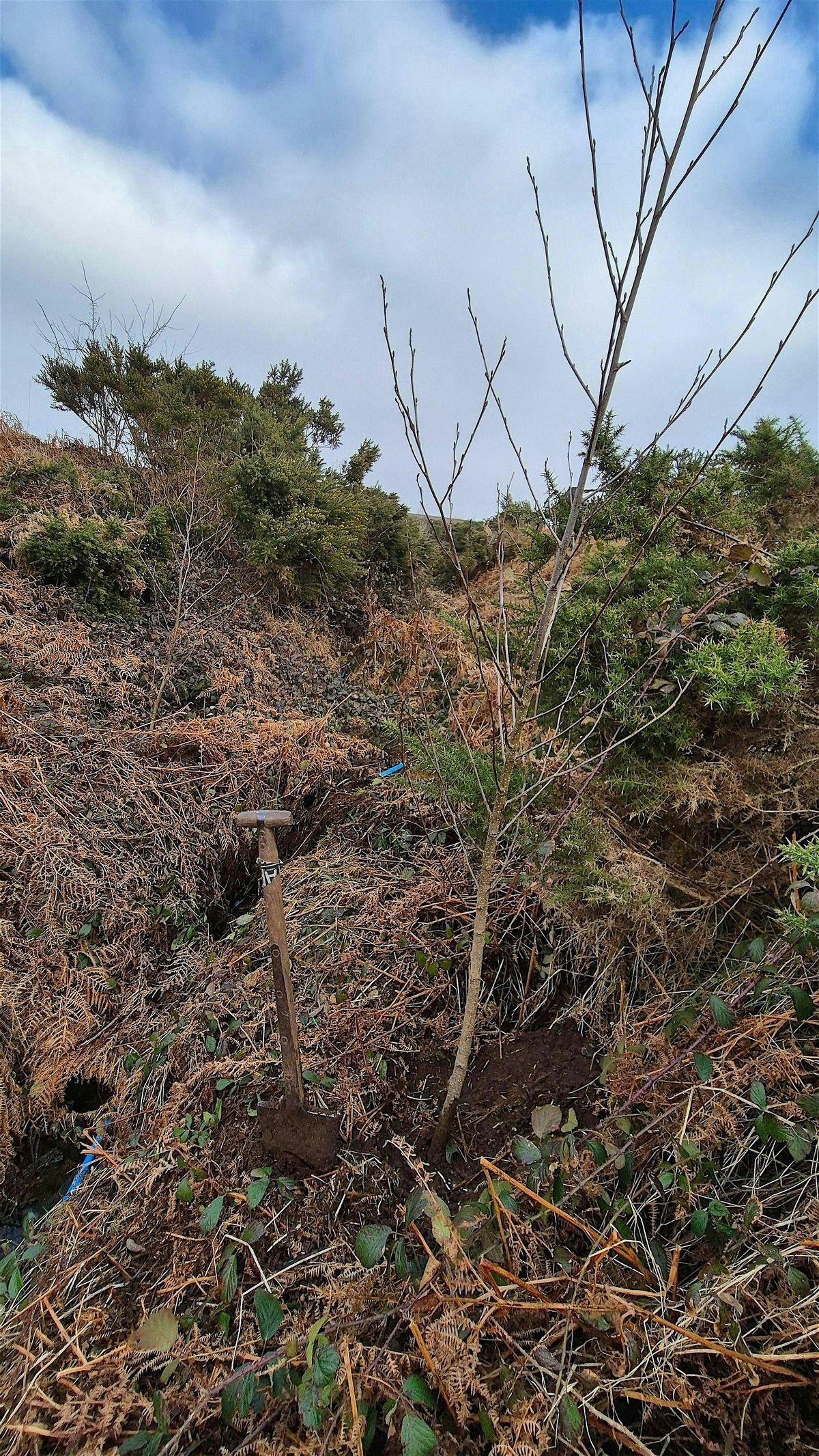 Tree planting with Moor Trees at Challacombe Farm, 7 December | Event in Postbridge | AllEvents