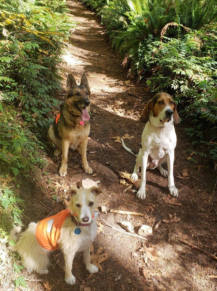 Basic Obedience, Pacific NW Pet Center, Chehalis, January 16 2024
