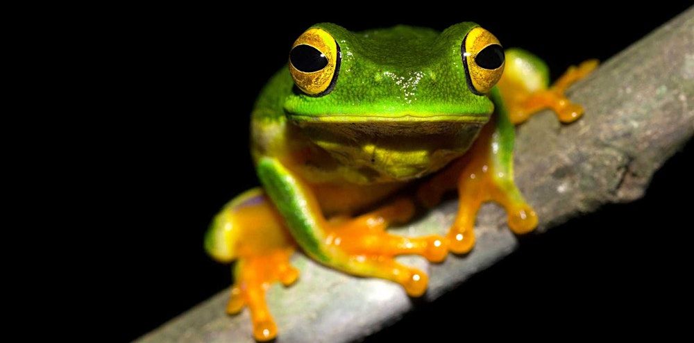 FrogID Fun: What's Croaking? at Wollongong Library, 22 January | Event in Wollongong | AllEvents