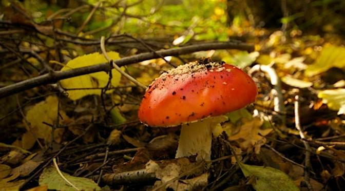 Fungal Foray, The Gun at Ridsdale, 17 October 2026 | AllEvents