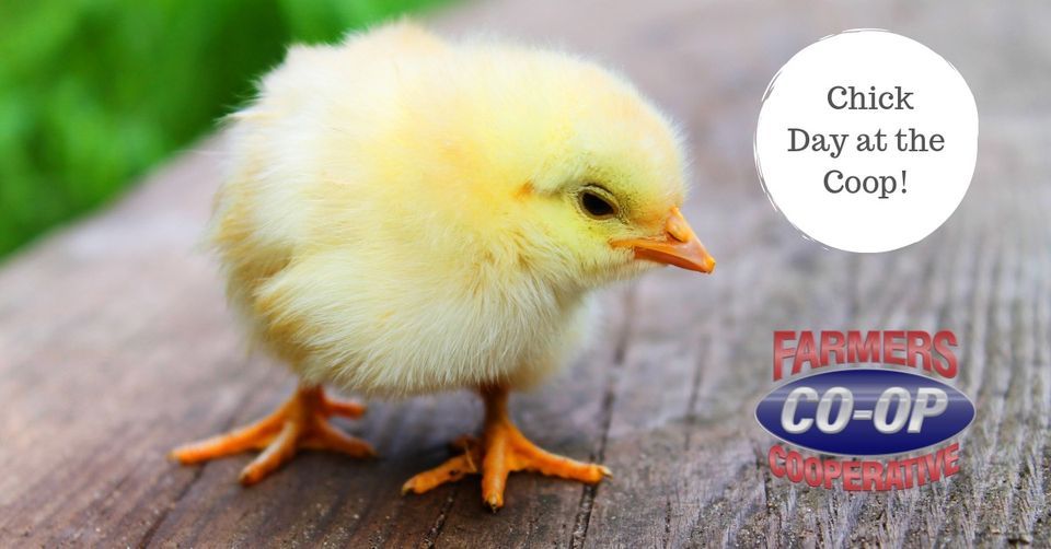 Chick Days at Farmers Coop Van Buren, Farmers Coop (2105 Industrial