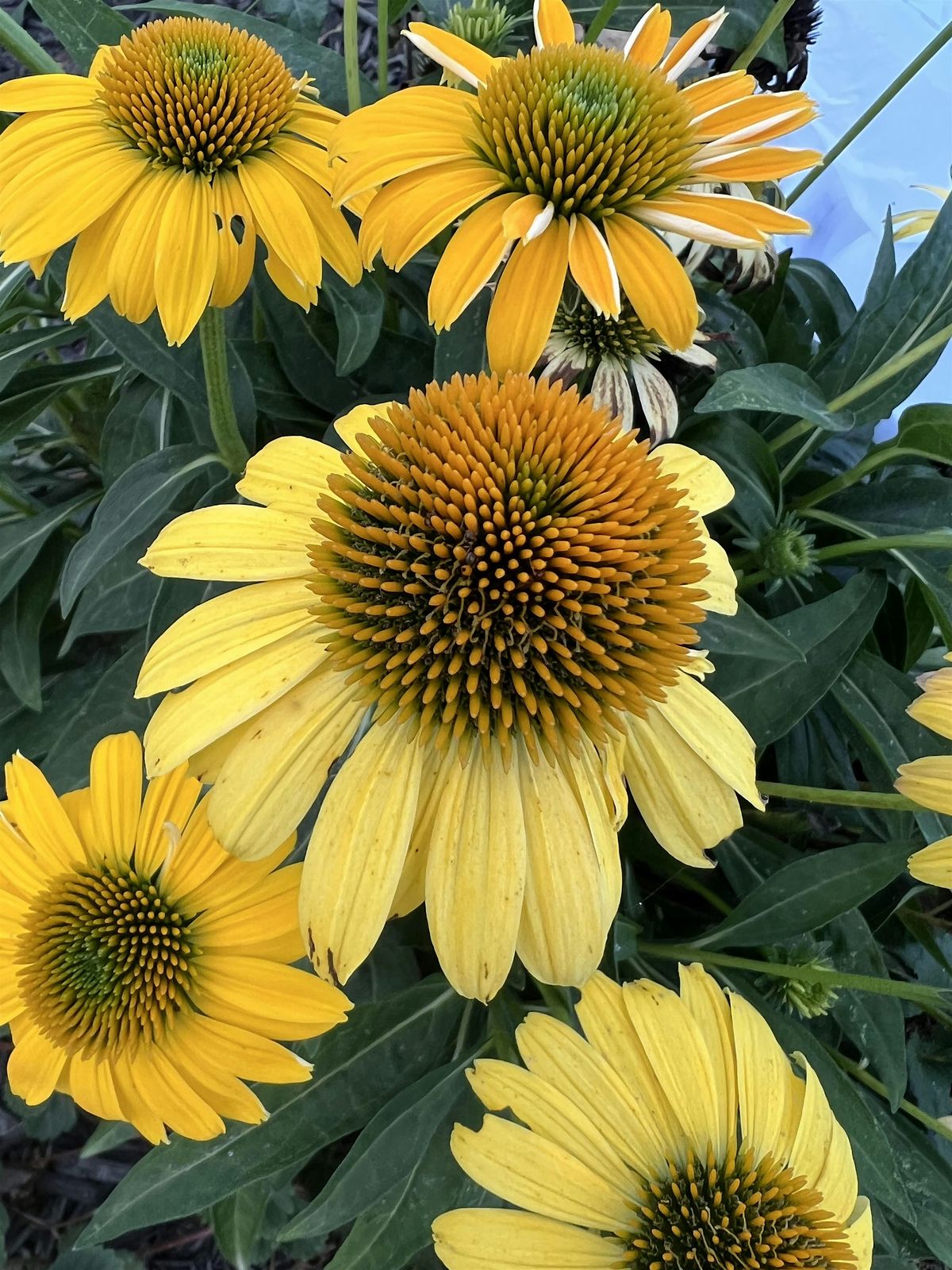 Make your own Herbal Salves, 21 January | Event in Taylorsville | AllEvents