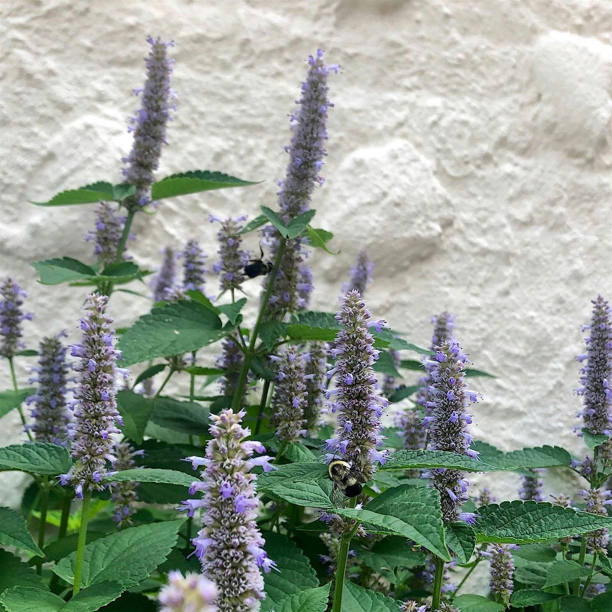 Create a Pollinator Habitat in Your School Garden (In-Person Workshop), 11 February | Event in New York | AllEvents