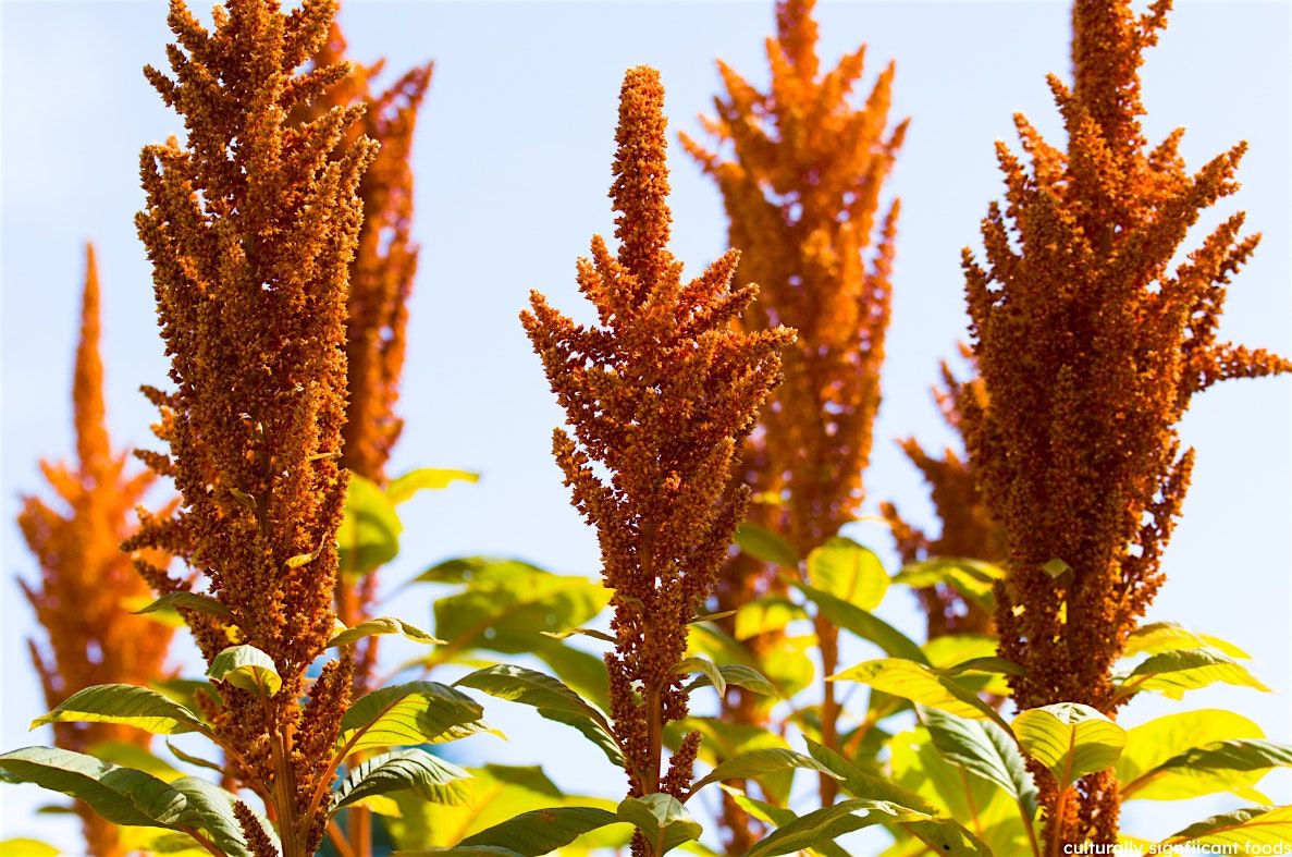 Culturally Significant Food Crops, 30 May | Event in Victoria | AllEvents