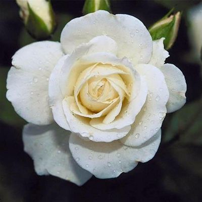 The Lansing/East Lansing (MI) Links, Incorporated logo