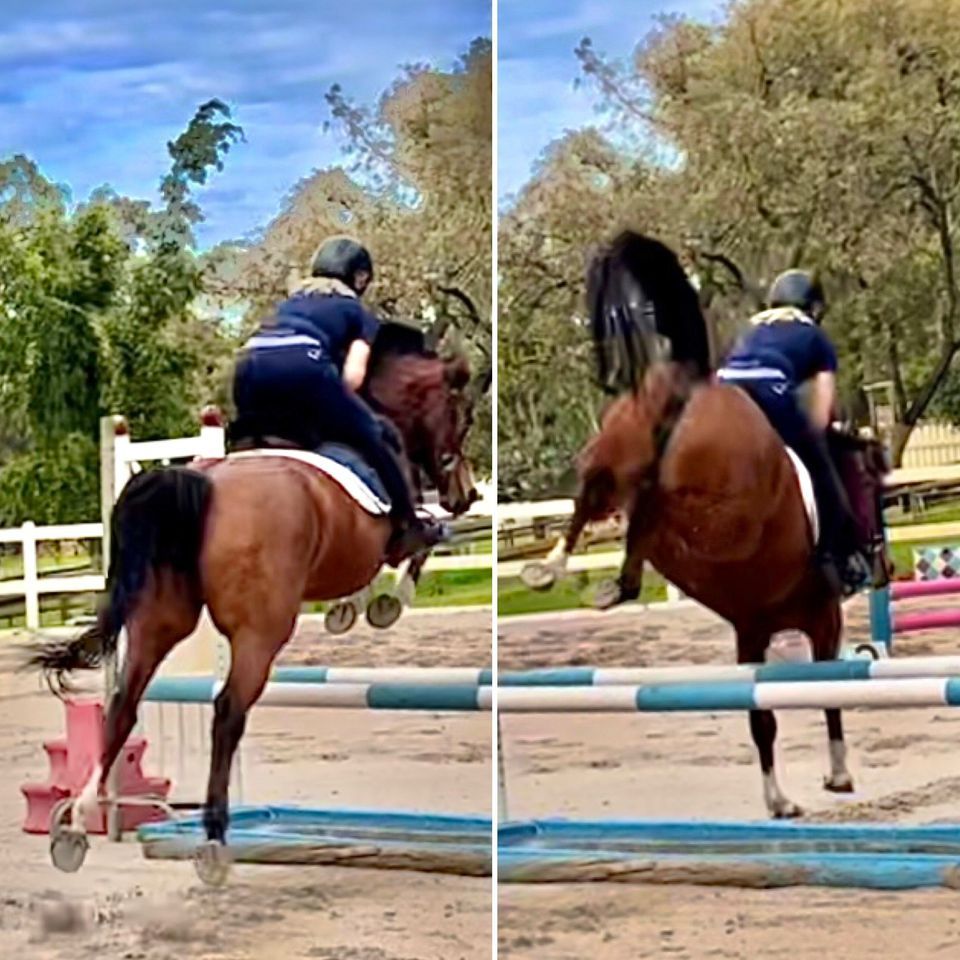 Show jump training rounds, Bullsbrook, Western Australia, Joondalup, 3 ...