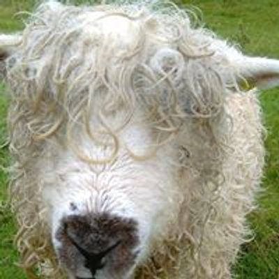 Wild Welsh Wool