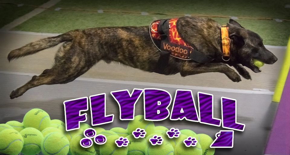 Flyball Tournament!, Canine Sports Zone, Maple Bluff, March 2 to March