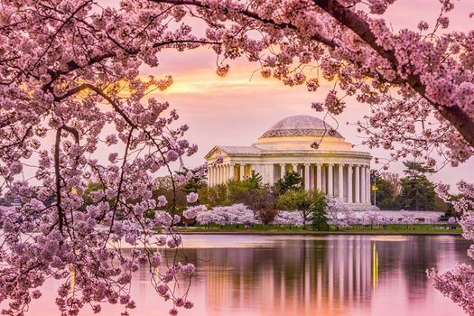 Cherry Blossom Festival Events Washington D C March 20 2022 Allevents In Holiday Inn Washington Dc - Capitol Cherry Blossom Festival 2022