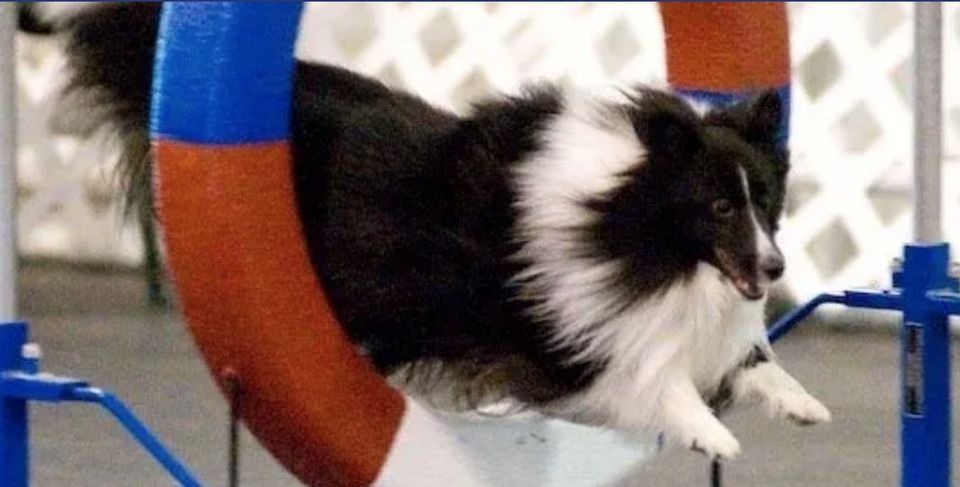 AKC Agility Trials sponsored by BDTA, Countryside Agility, Erie