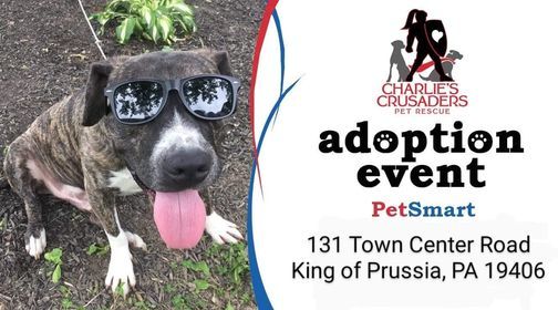 Dog Adoption Event Petsmart King Of Prussia 10 July Petsmart Events 2022