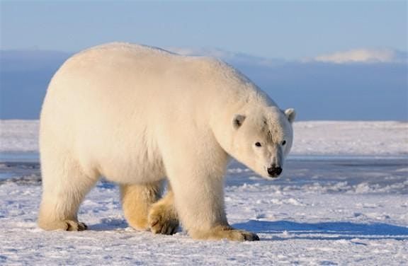 Accessible Adventures: Winter Habitats 1/26/26