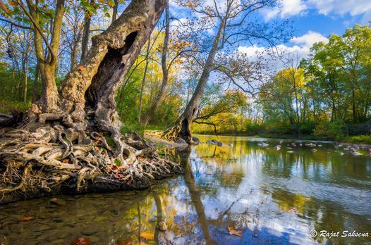 For Families Off Trail River Walk To The Giant Sycamore Highbanks Metro Park River Bluffs Area Dublin August 28 2021 Allevents In Highbanks Park Calendar Of Events 2022