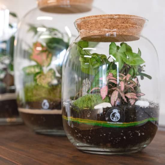 Terrarium Making Class – Relax, Plant & Create, 13 September | Event in Enfield | AllEvents