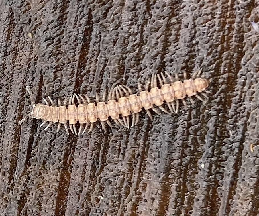 Bug Hunting at Kingcombe, 1 April | Event in Toller Porcorum | AllEvents