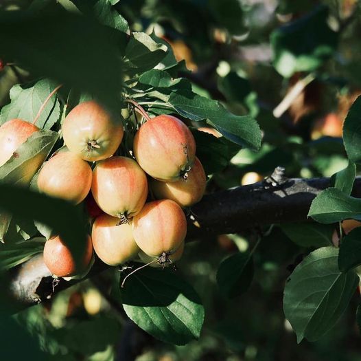 21st May 2021 Events In Fairbanks Alaska Christmas 2021 Events Fairbanks Ak