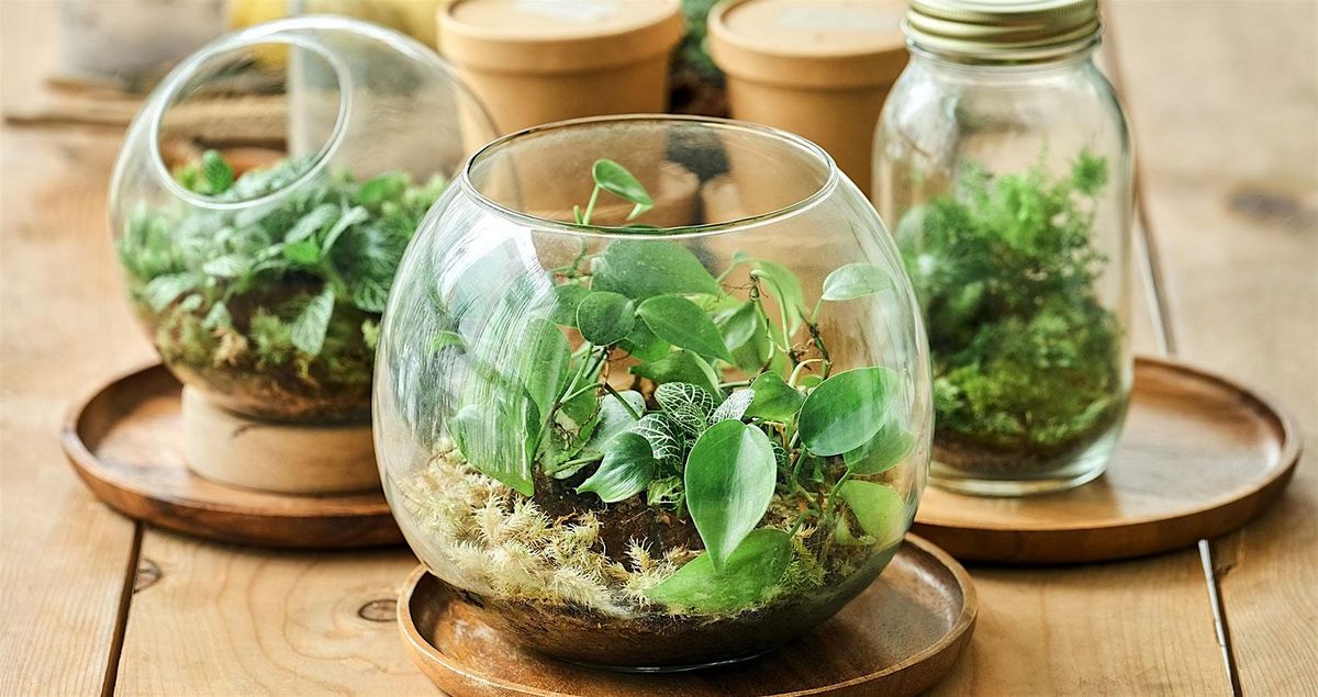 Class: Build a Terrarium