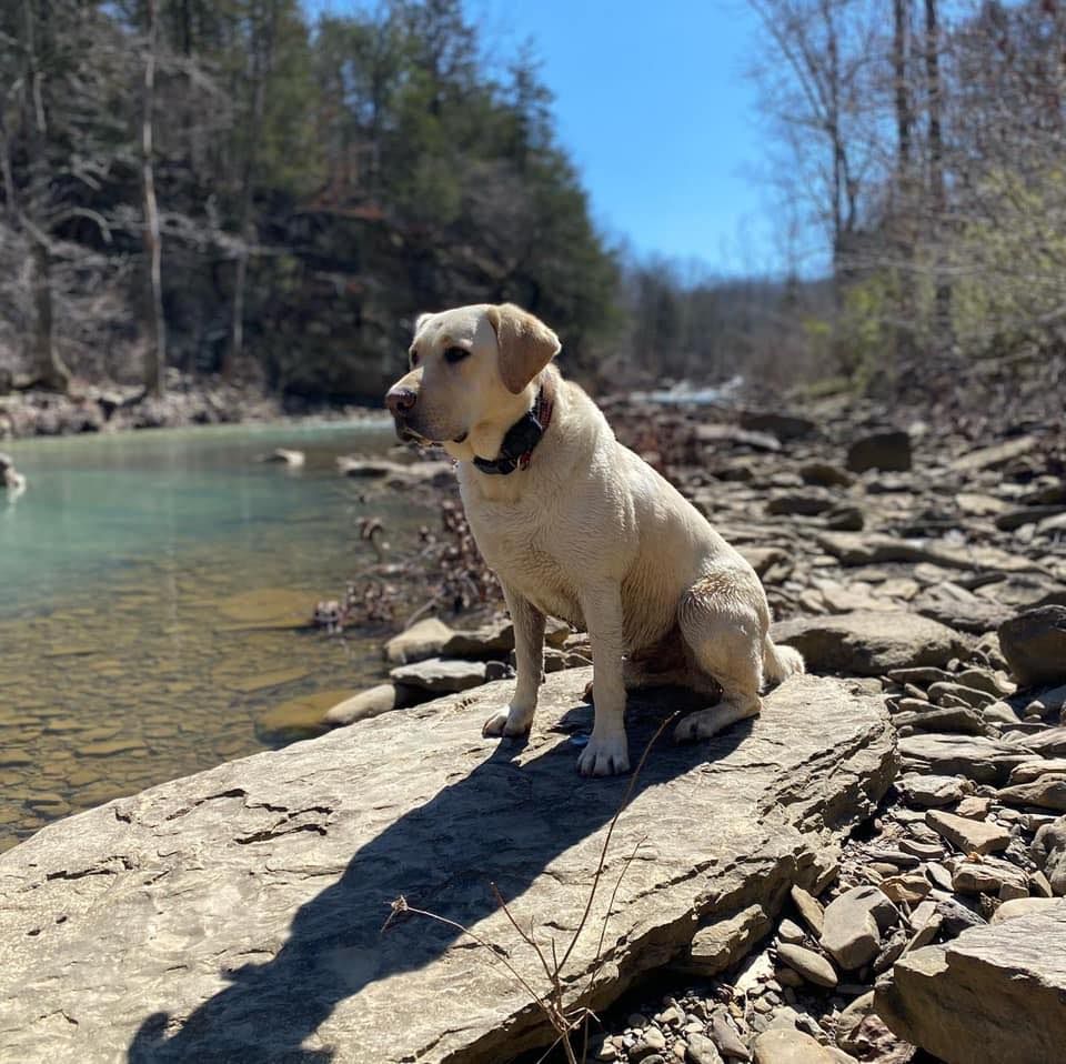 Spring 2024 Vicksburg Obedience Classes Registration & Orientation