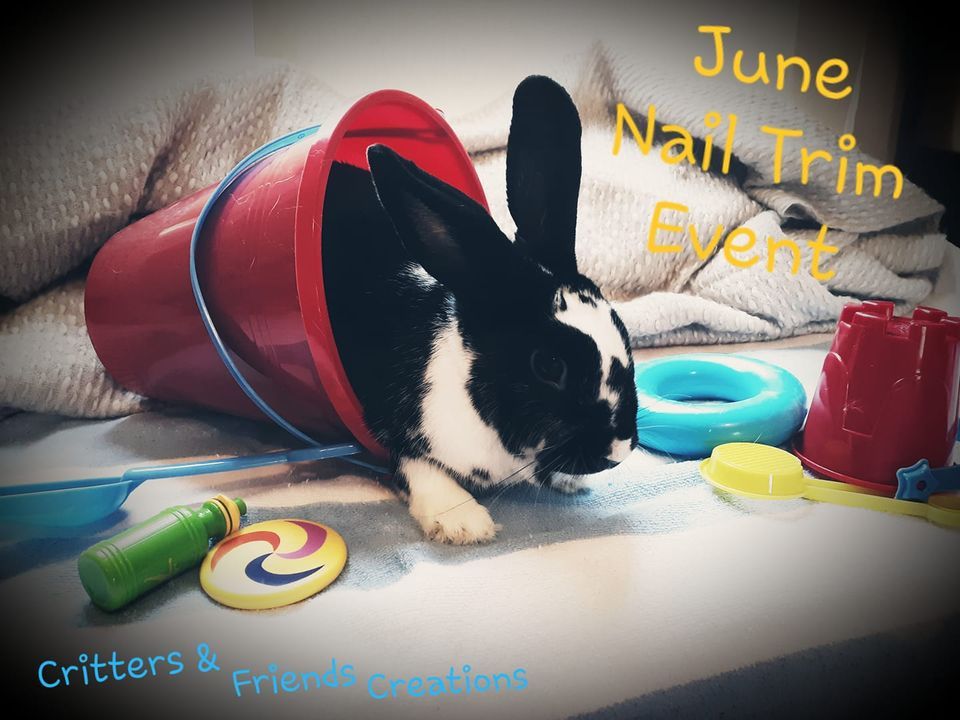 June Bunny Nail Trim Event, The Blue Dog Pet Shop LLC, Lemoyne, 17 June