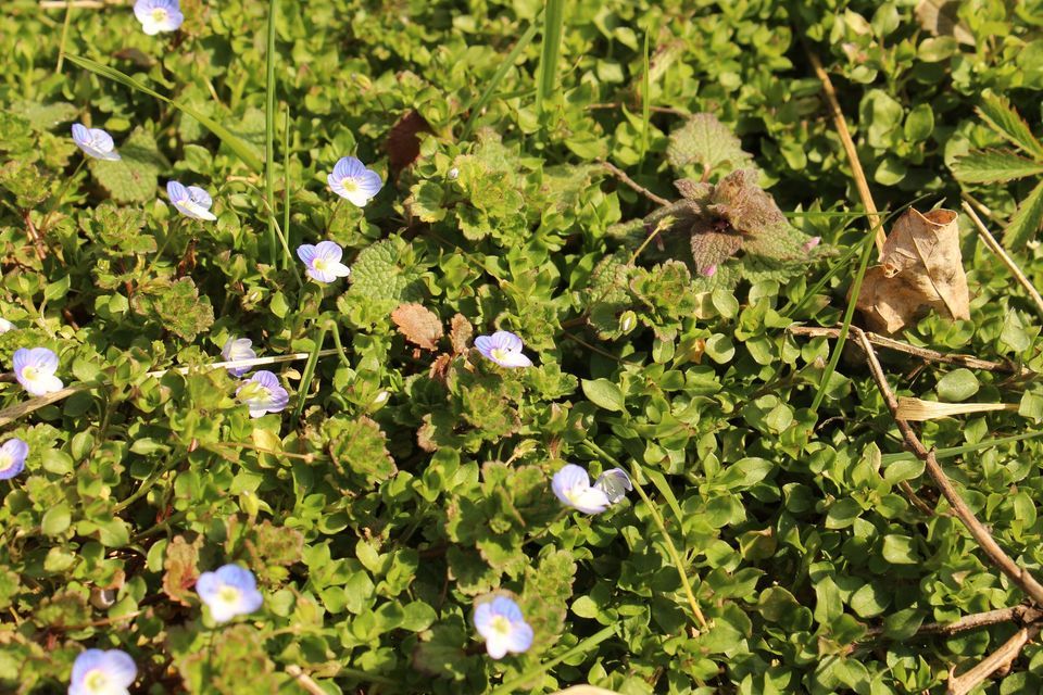 Early Spring Foraging Walk, 4945 Horn Rd, Hallam, PA, United States ...