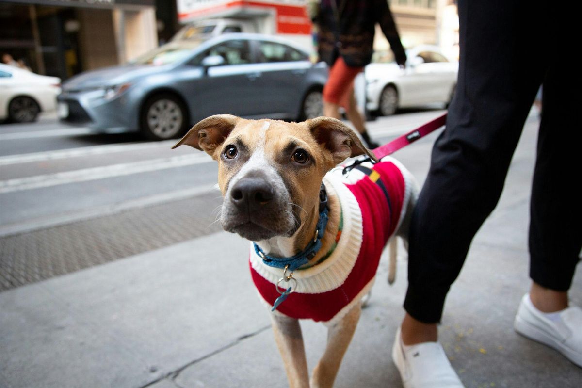 Animal Haven Meet & Greet Adoption, 13 December | Event in New York | AllEvents