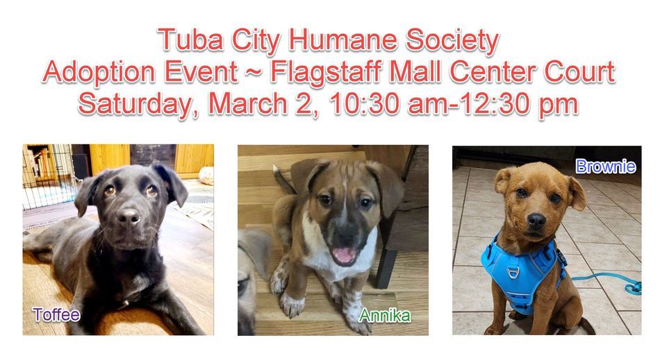 Tuba City Humane Society Adoption Event at Flagstaff Mall, Flagstaff