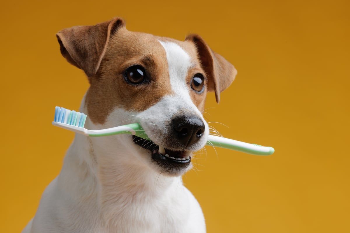 My Dog Jack, 9 July | Event in Felton | AllEvents