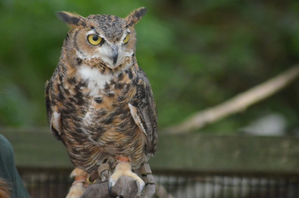 OwlOWeen, Squam Lakes Natural Science Center, Holderness, 28 October