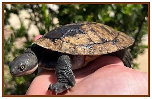 Mobile Zoo Show, ages 5-12 $3.00 per child, 7 January | Event in Panania | AllEvents