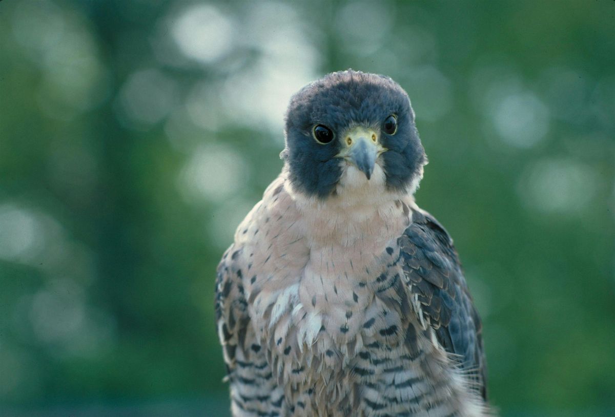Winter Birding Series: Migration mysteries, 17 January | Event in Toronto | AllEvents