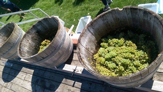 Annual Harvest Party August 31st Silverlake Winery at Annual Harvest Party August 31st Silverlake Winery at