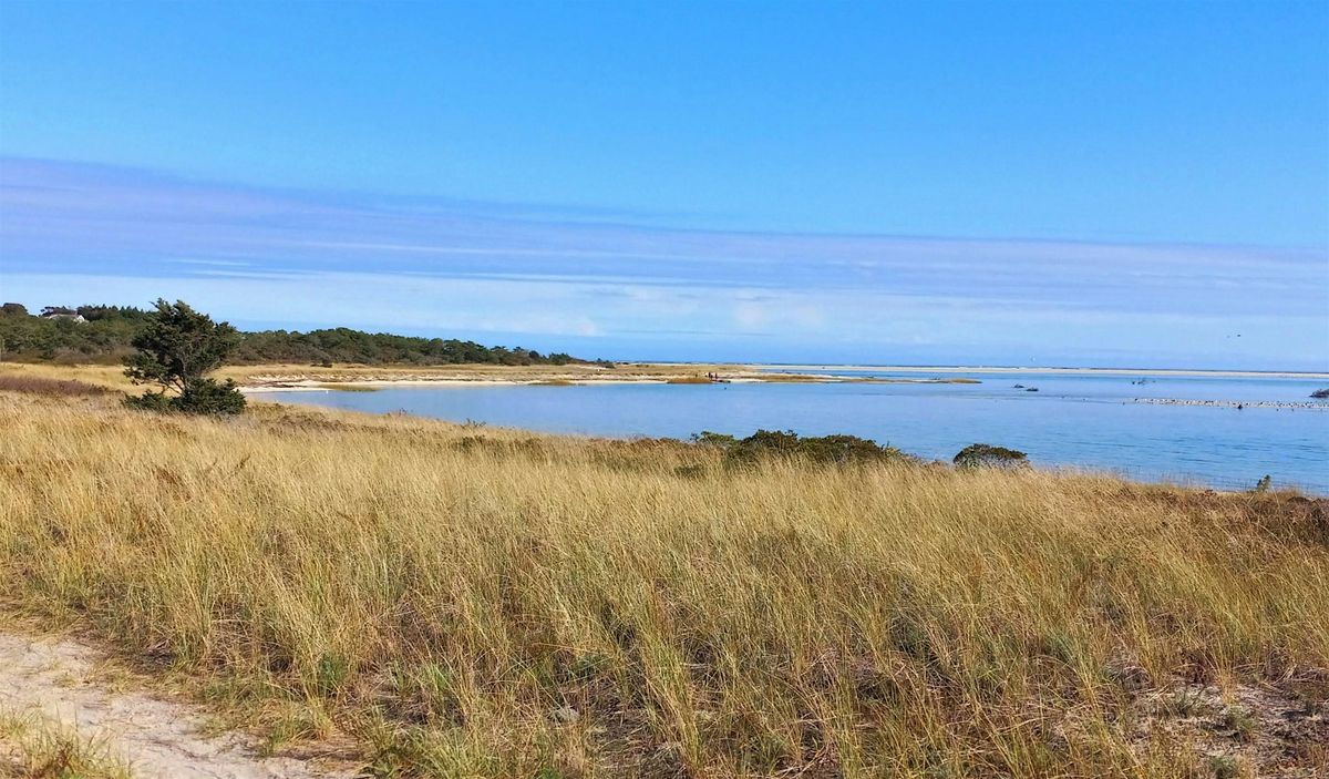 January Bird Walk: Morris Island, 10 January | Event in Chatham | AllEvents