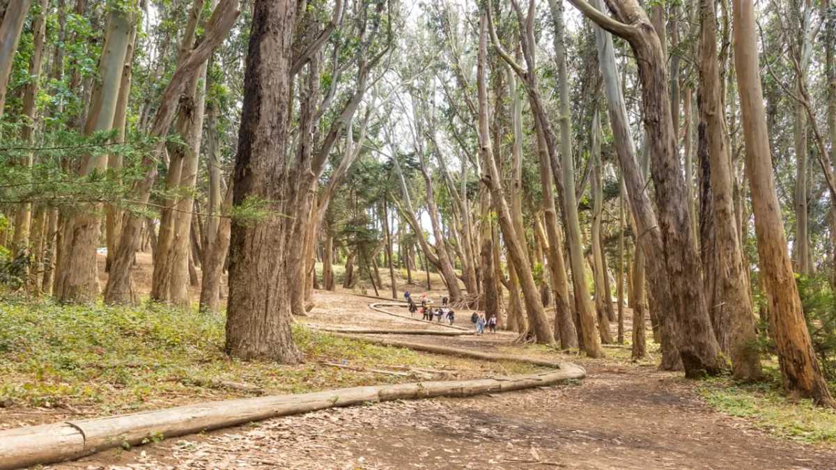 Parking Into the Woods - San Francisco, 21 November | Event in San Francisco | AllEvents