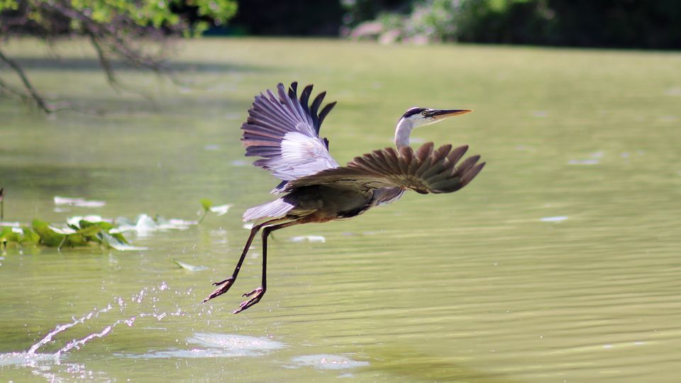 Bird Walk at Jackson Field, Jackson Field, South Chagrin Reservation, Beachwood, May 11 2022