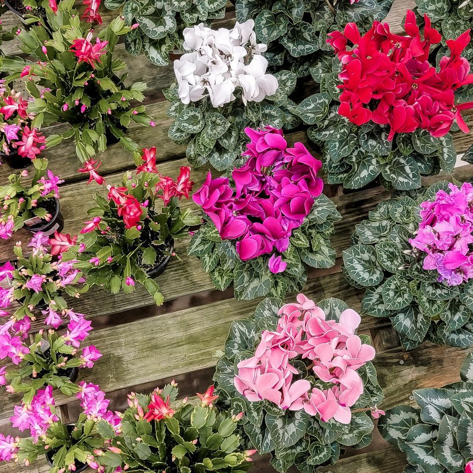 Shop Small , Berns Garden Center, Middletown, February 17 2024 AllEvents.in