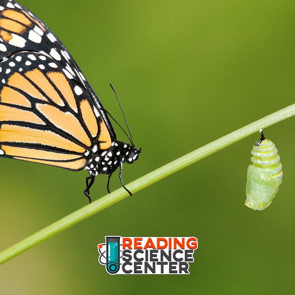 Monarch Metamorphosis - Get Curious in the Classroom with the Reading ...