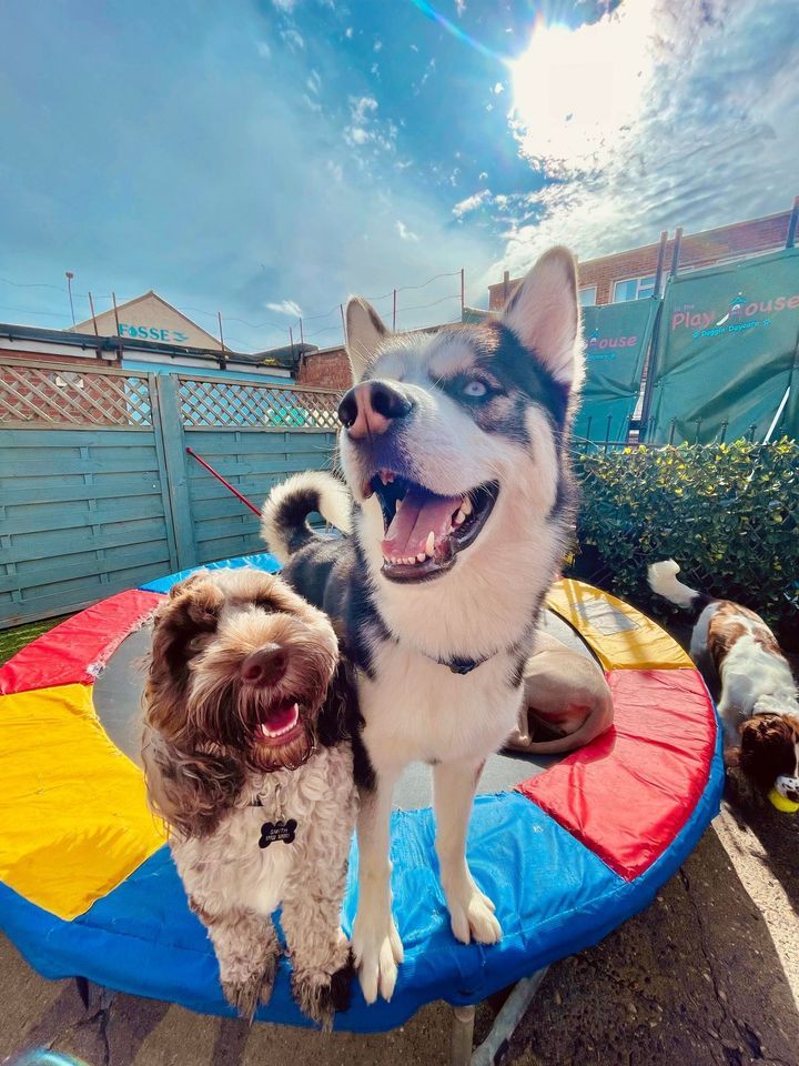 Meet Santa!, In the Playhouse Doggie Daycare, Grimsby, December 17 2023