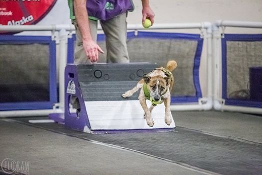 Great Alaska Barkout Flyball Tourneys At Alyeska Canine Trainers