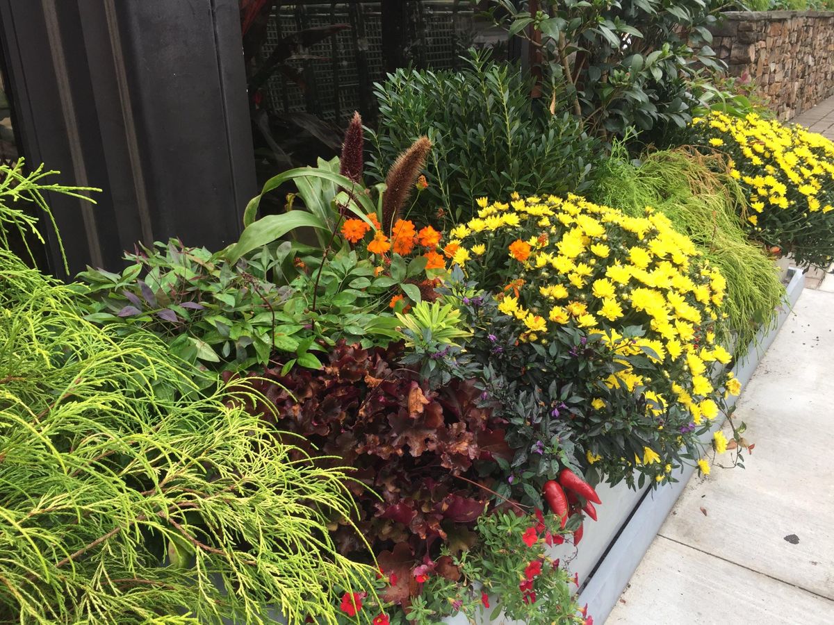 Fall Container Gardening West Cobb, Pike Nurseries, Marietta, October