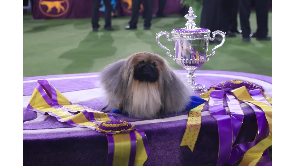 Westminster Kennel Club Dog Show - Daytime Events at Jacob K. Javits Convention Center, 2 February | AllEvents